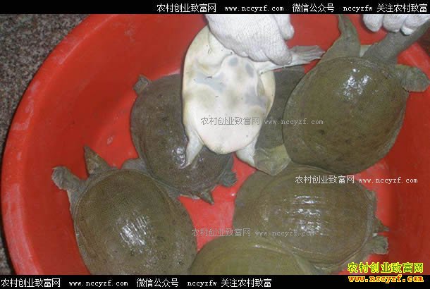 ɽ������չ����Ҥ����̬��ֳ�ƺӼ�����׬ǧ��