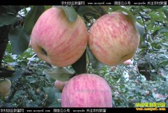 ɽ���ٳ���������������һ����ƻ��5��Ķ��������