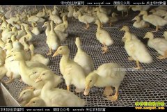 ��Ѽ׬Ǯ����ֳ10000ֻ��Ѽ�ɱ����������