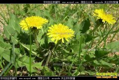 �����ϲ�����������ֲ�ѹ�ӢÿĶ����5000Ԫ����