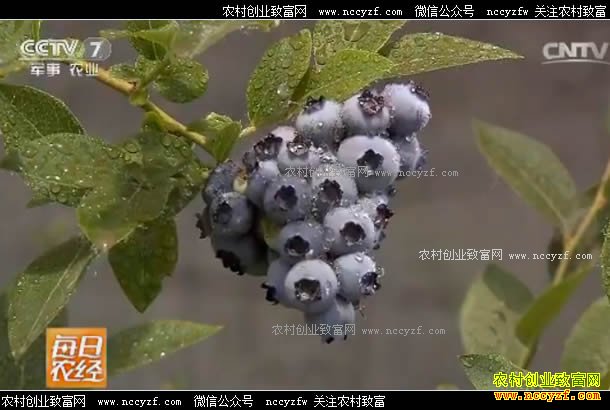 [ÿ��ũ��]�������е���ݮ�۸�� 20170526