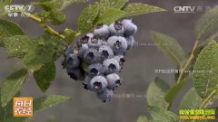 [ÿ��ũ��]����ݸ������е���ݮ�۸��