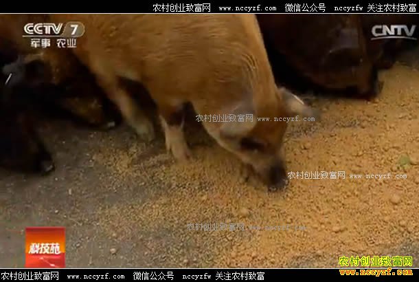 [�Ƽ�Է]�Ĵ���������Ӣ������������������