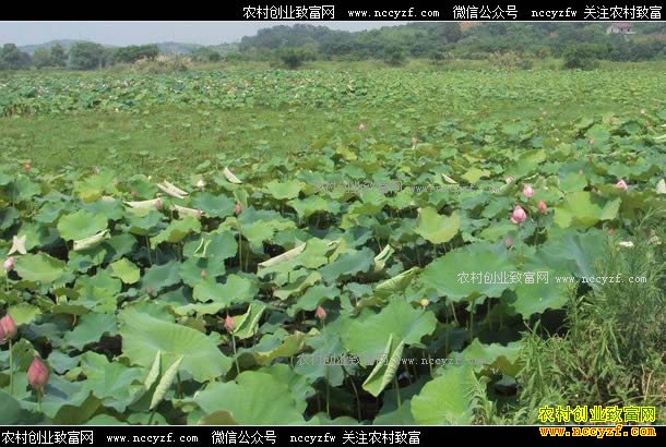 ���ն�����ƽź����ֳС��ϺЧ���