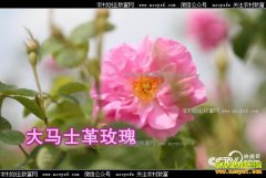 [�¸���]�������������õ��ӹ�õ�徫������800��