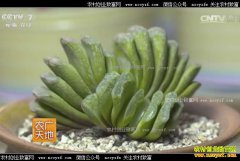 [ũ�����]�����ź�Ԫ��ֲ���⿿Ȥζ׬Ǯ