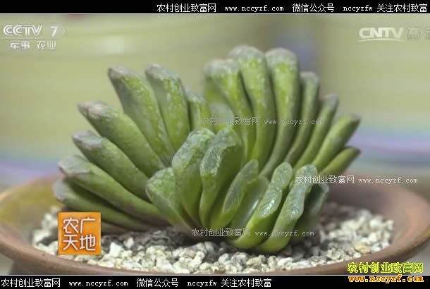 [ũ�����]�����ź�Ԫ��ֲ���⿿Ȥζ׬Ǯ