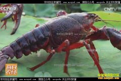 [ÿ��ũ��]����������ˮС��Ϻ������г�