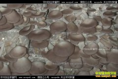 ����ʳ�þ�ѡ��ʲôƷ�ֺ�ģʽ����ߣ�