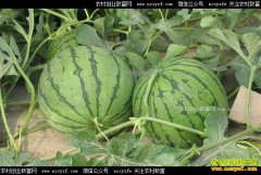 ����ᶼ���ϼ۸����µ�