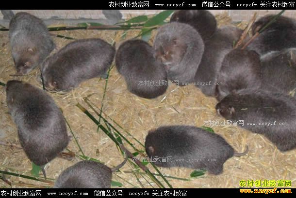 ����¡����ѧ�������ܷ��紴ҵ�������������ƶ�¸�