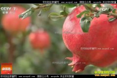 [�Ƽ�Է]��ʯ�� ��������������