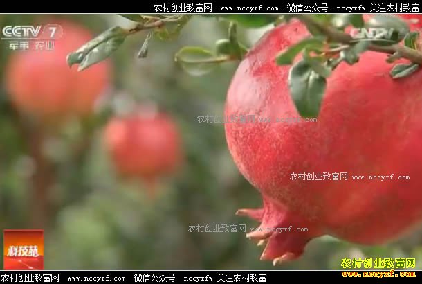 [�Ƽ�Է]��ʯ�� �������������� 20170531