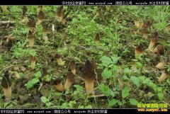 �Ĵ��������������ֲ��Ǿ����뼸ʮ��