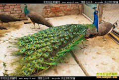 ����ȸ׬Ǯ�������ϴ���������ֳ��ȸ���¸�