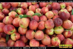 ���շ���С����������25�����������