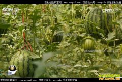 [ÿ��ũ��]��������ֲ���ʷ��������۸�