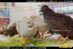 [ÿ��ũ��]�������ȸ�С ������׬Ǯ����