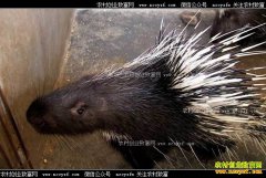 [�¸���]�Ĵ������ط�ƽ��ֳ��������ǧ��Ԫ