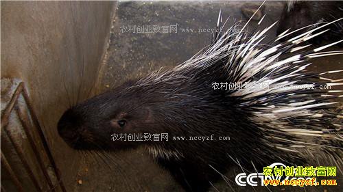 �¸���������ǧ�� �����ְ��ĲƸ�(20170607)