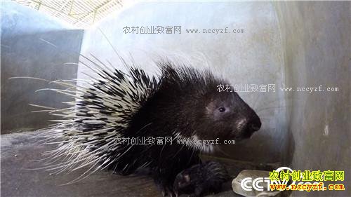 �¸���������ǧ�� �����ְ��ĲƸ�(20170607)