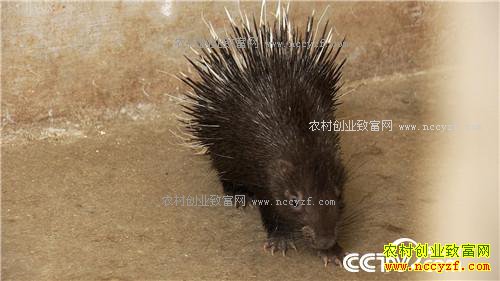 �¸���������ǧ�� �����ְ��ĲƸ�(20170607)