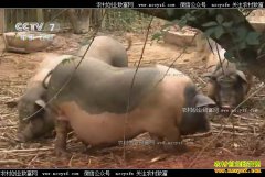 [�Ƽ�Է]½��һ֦�� ��ʵ������ ½����������Ƶ