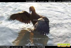 [�¸���]�����γǳ�������ֳ����Ѽ���������Ԫ