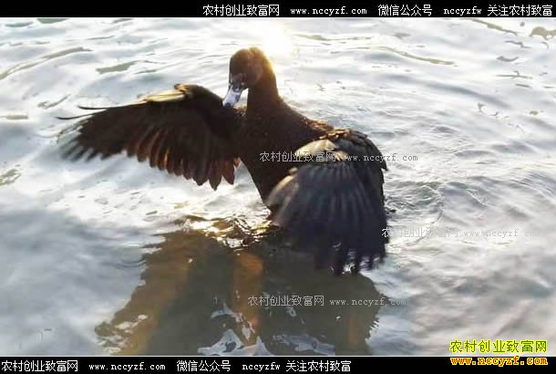 [�¸���]�����γǳ�������ֳ����Ѽ���������Ԫ