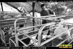 �����������ź������10�������괿����20��Ԫ