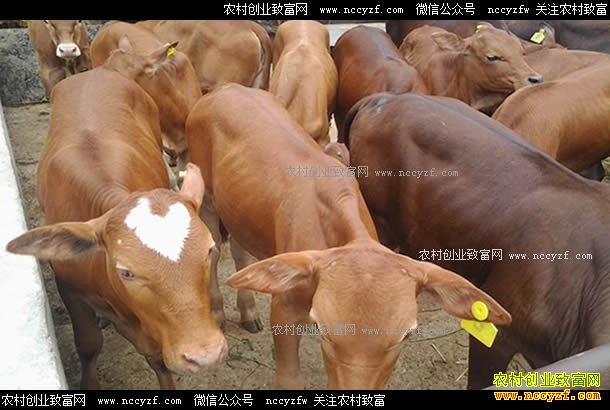 �����������񿡸�ɽ��ţ���¸���