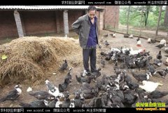 �����°����Ծ��ֳ��������ƶ�¸�