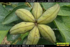 ɽ��۩�Ƿ��Ŀ�����ĵ����ֲ�¸���