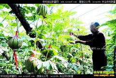 ����ʮ�ߺ�Ԫ��������ֲ��������Ч���