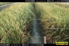 �����˳�Ů�ϰ���������������Ч���