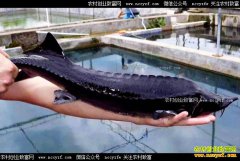 ������׬Ǯ�𣿺��������־����ֳ����Ч���