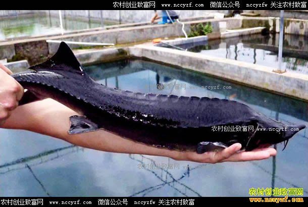 ������׬Ǯ�𣿺��������־����ֳ����Ч���