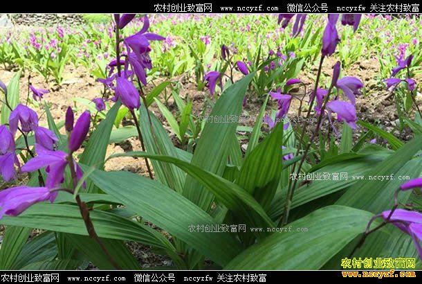 ���������ܸ�������������İ�ܸ��ֲ�¸���