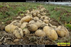 ���ջ�Զ���Ѵ�20����������