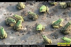 ��������������ֳ�ڰ���Ķ��ֵ4��Ԫ