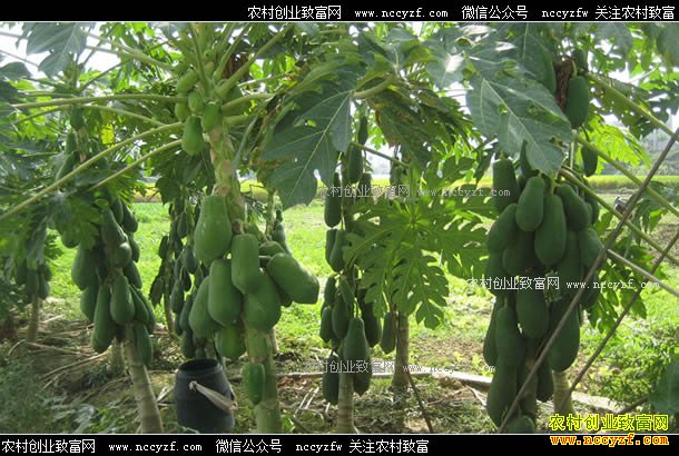 ������ɽ��90���ѧ��Τ�鷵�紴ҵ��ֲľ�ϴ�ҵ�¸�