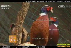 [ũ�����]����������Ů��ʿ�ി��̬��Ұ��������