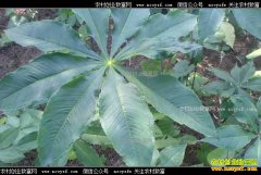 ��ֲ������׬Ǯ���г�����Ӧ�� ��ֲ������Ч���