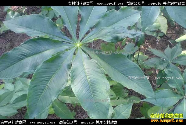 ��ֲ������׬Ǯ�������ǹ���Ӧ�� ��ֲ��Ч��ɹ�