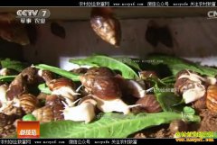 [�Ƽ�Է]�Եñ� ס�ú� ��ţ�ܲ��� ����ͬ����ţ��Ƶ