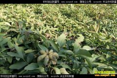 ɽ����������������ֲ����ĵ��ĶЧ��4000Ԫ