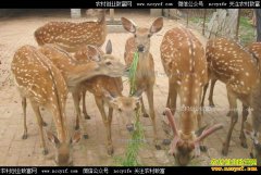 ��ЩƷ�ֵ�¹�����˹���ֳ��