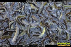 �Ĵ��˱���������ֳ������ũ���¸�����Ŀ