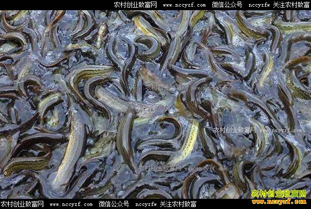 �Ĵ��˱���������ֳ������ũ���¸�����Ŀ