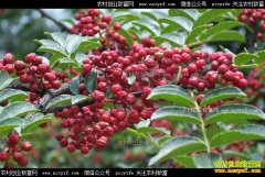 �����ų���ʷ�ɷ���������ֲ�¸���